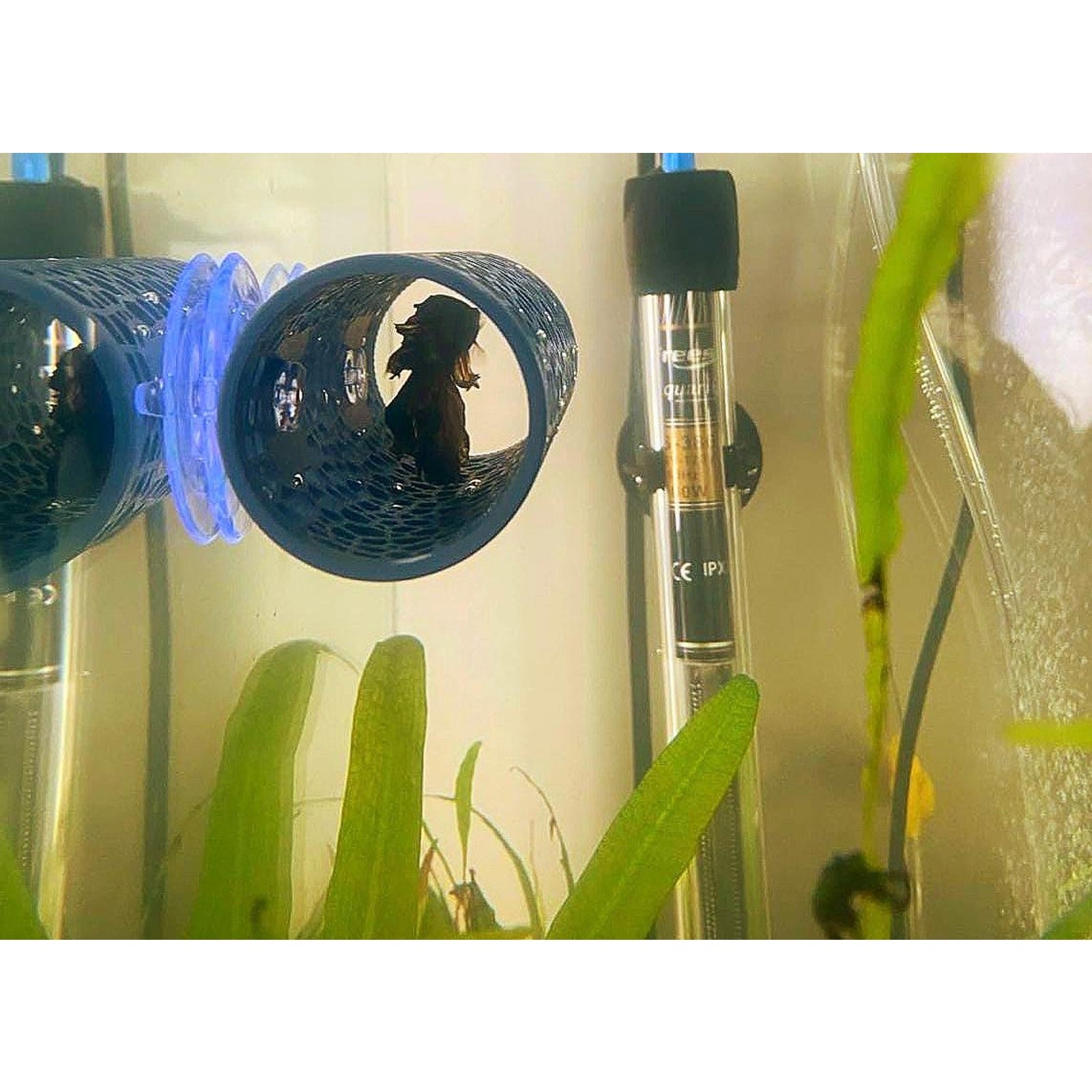Betta Fish Tunnel – Aquarium Rest Shelter, Safe Hideout