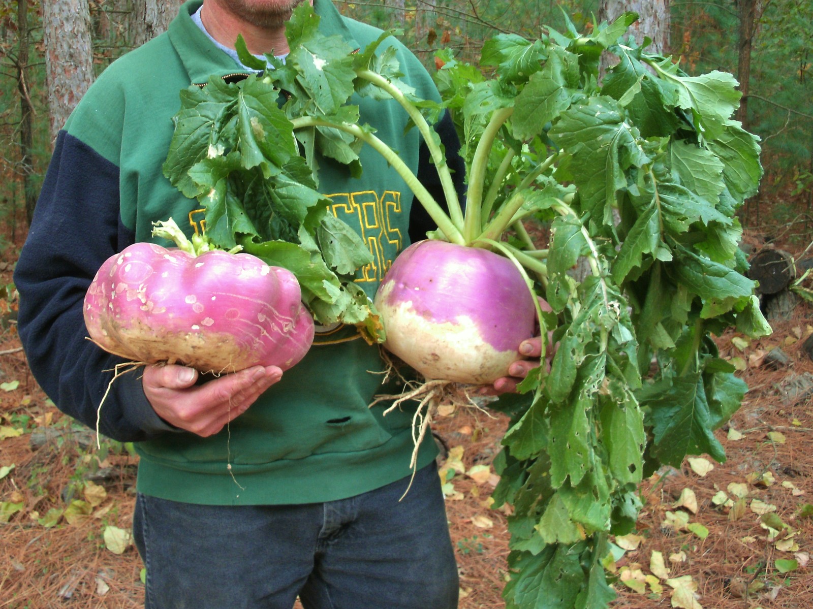 FOOD PLOT seed - 10 lbs PURPLE TOP TURNIP - MAXI-RACK