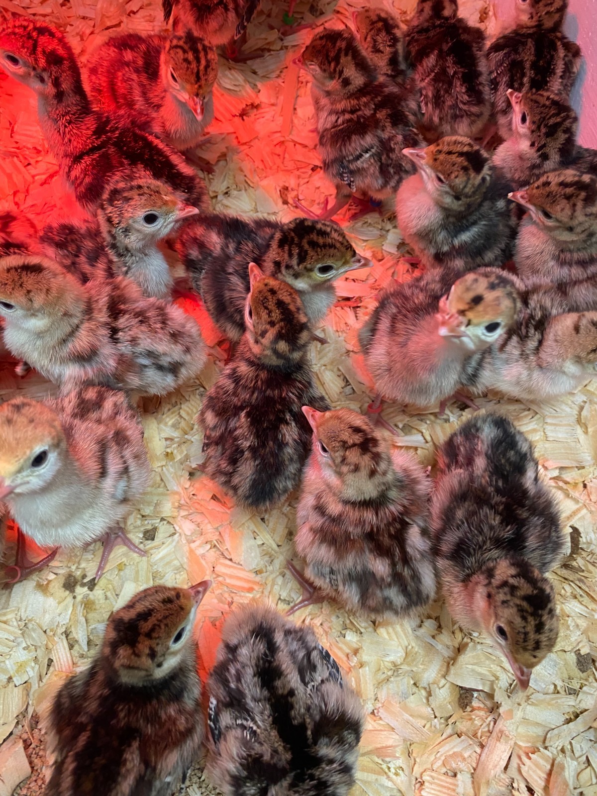 12 Turkey Hatching Eggs (We ship 14 eggs)