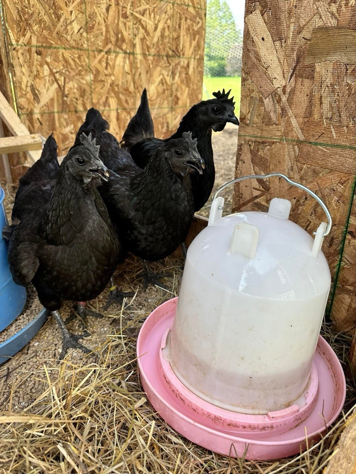 Ayam Cemani Chicken Hatching Eggs 12 High Quality Eggs & Shipping