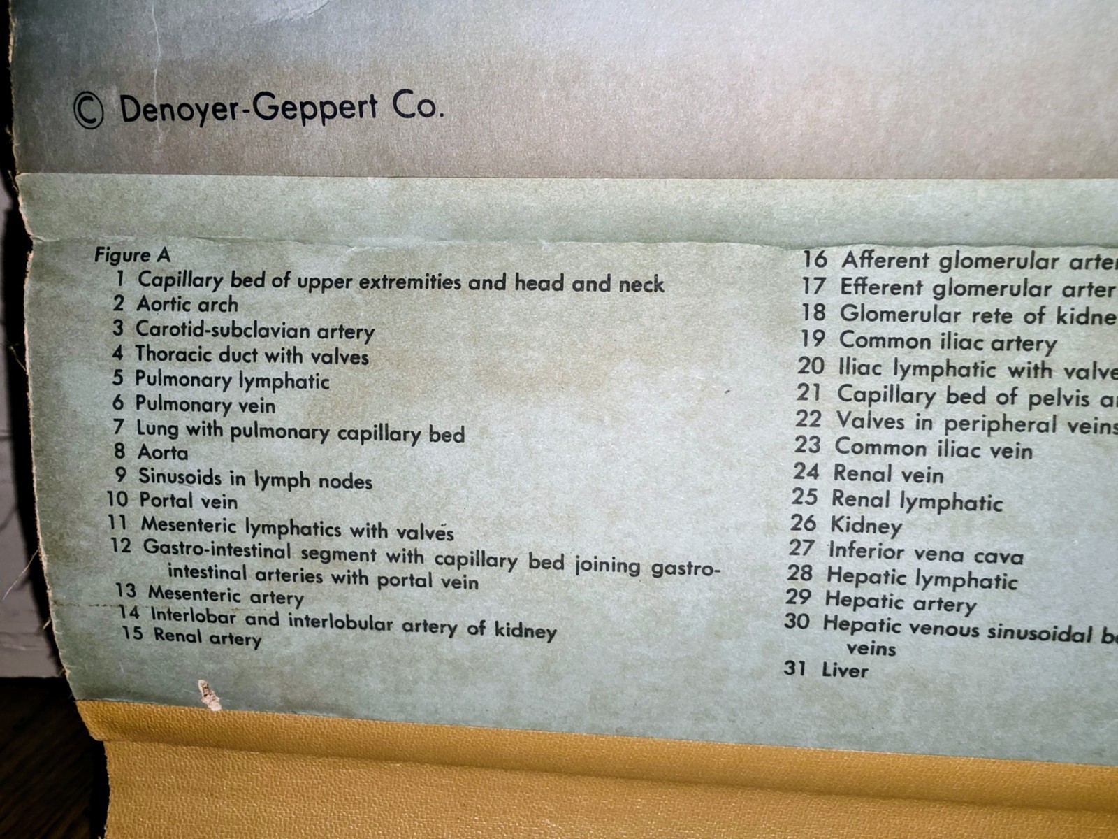 Denoyer-Geppert Anantomy Series Chart