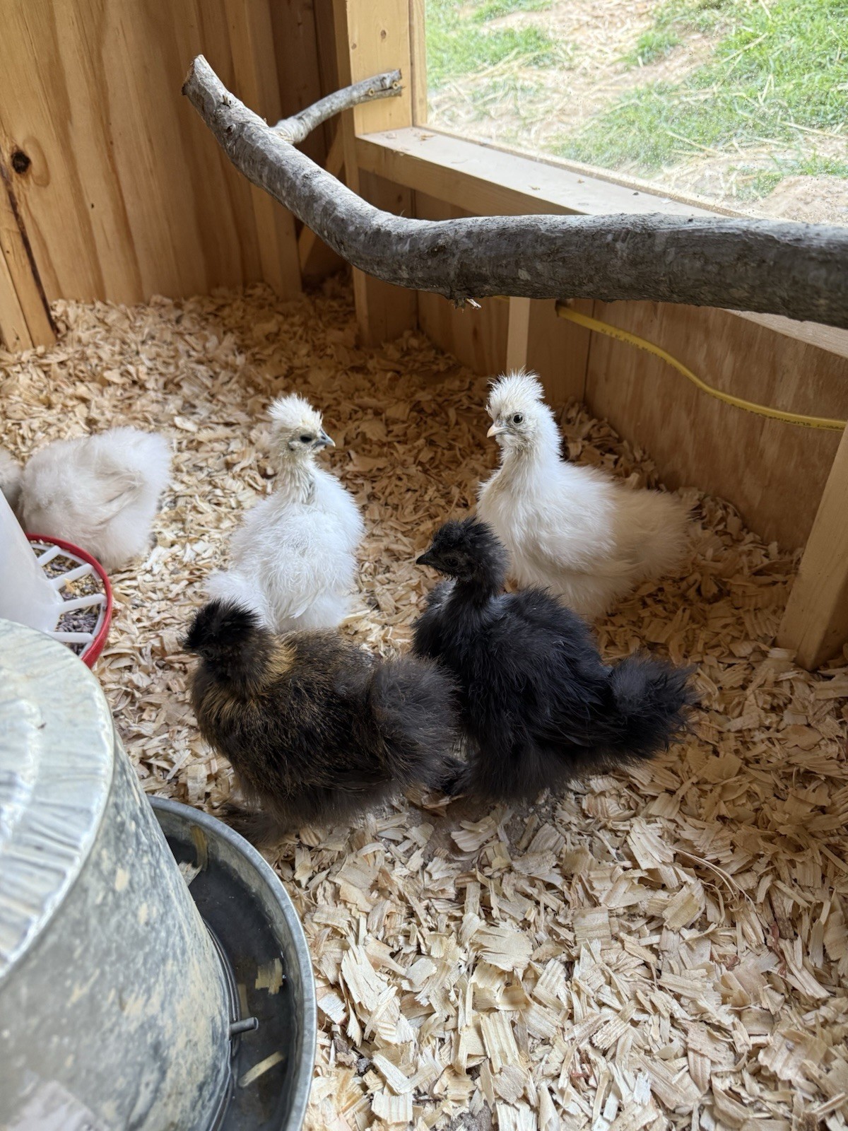 6 Silkie Hatching Eggs – Bearded, Fluffy, Show Quality Mix – Assorted Color