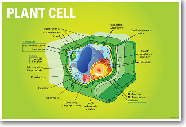 Plant Cell Biology NEW EDUCATION CLASSROOM SCIENCE BIOLOGY POSTER
