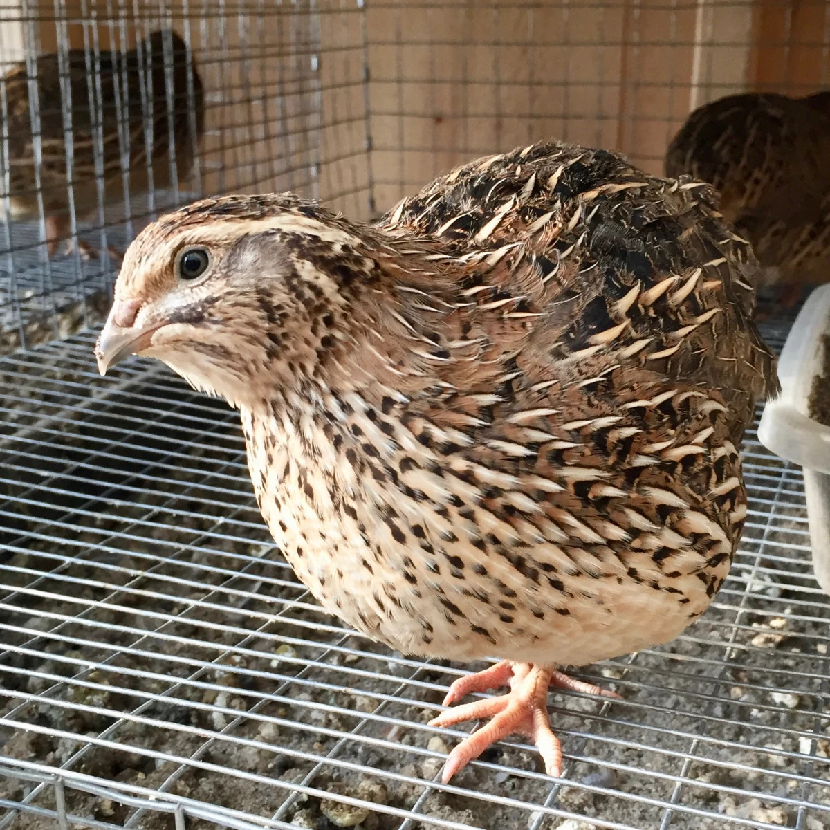 24+ Fertile Coturnix Quail Hatching Eggs - Farm Fresh - Speckled Brown
