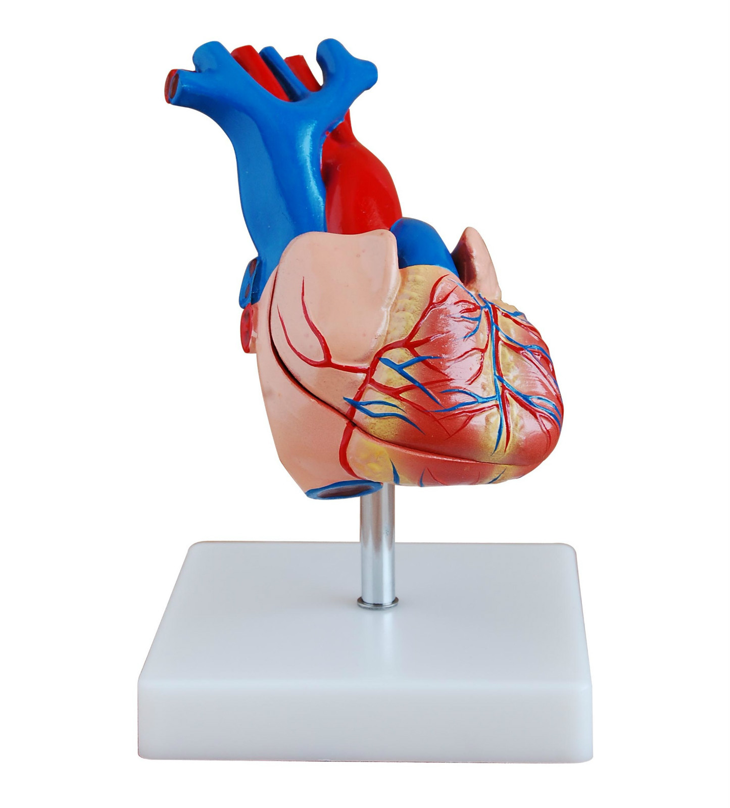 Anatomical Human Life Size Heart Model - Medical Cardiovascular Anatomy
