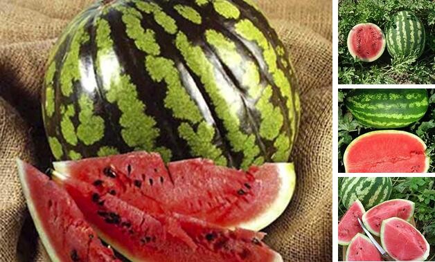 Seeds Watermelon Crimson Sweet Fruits Non GMO Heirloom for Planting