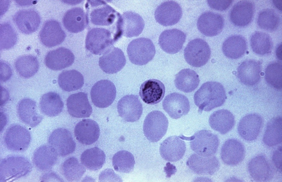 ABGIL Parasitology Microscopic Slides