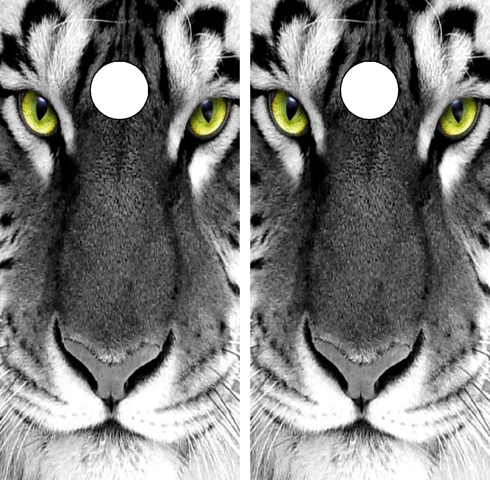 C153 White Tiger Cornhole Board Wrap LAMINATED Wraps Decals Vinyl Sticker