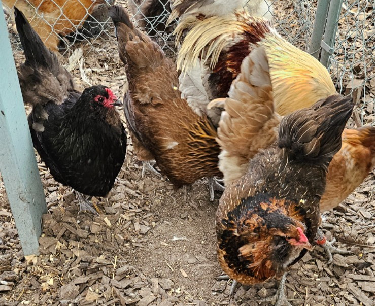 12 Easter Egger hatching eggs