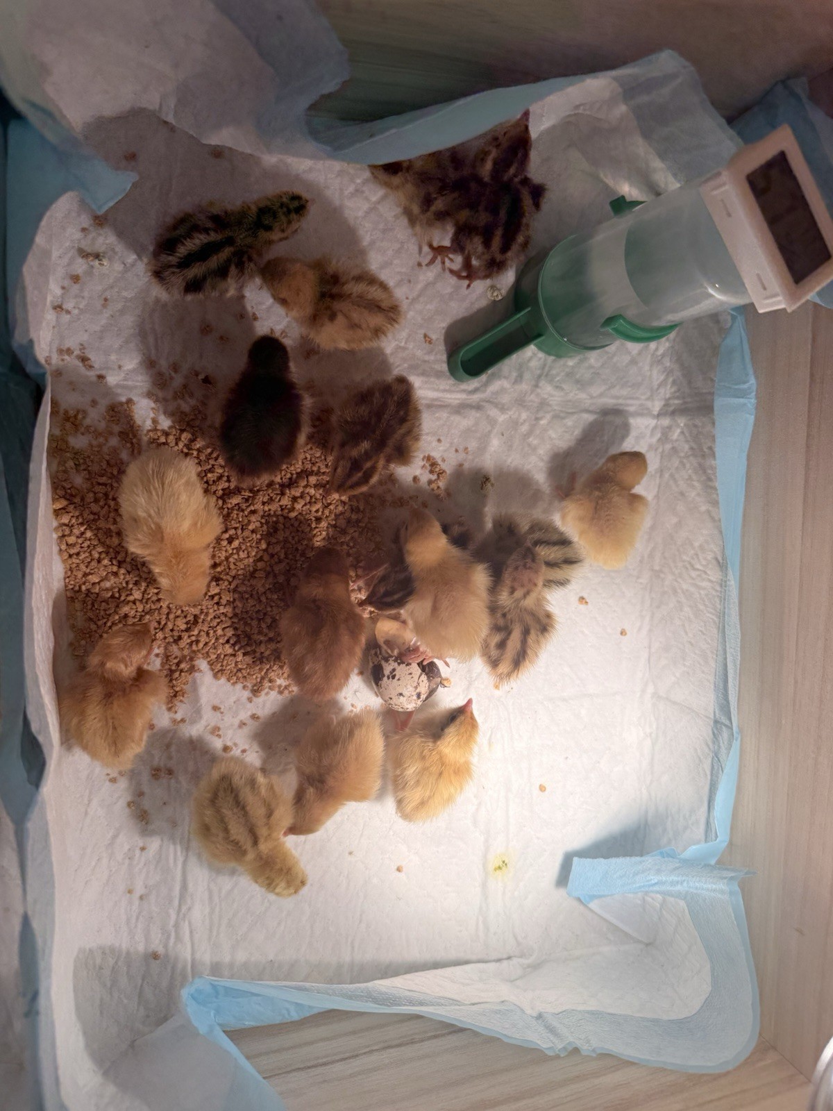 12 King quail and lethal silver hatching eggs