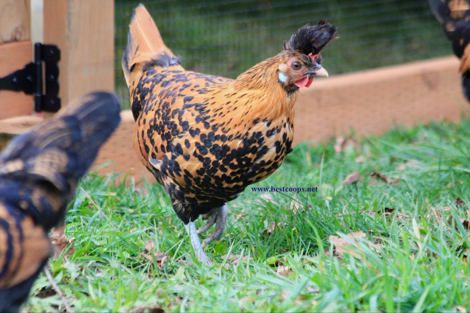 6+ Gold Appenzeller Chicken Hatching Eggs