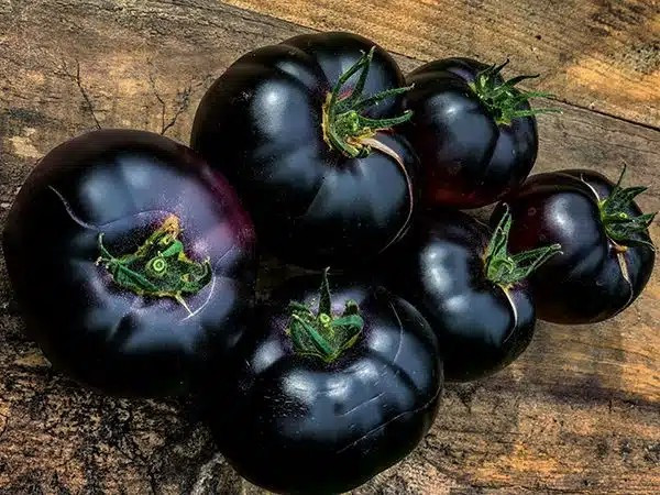 120+ Black Beauty Tomato Seeds ----------------- HEIRLOOM