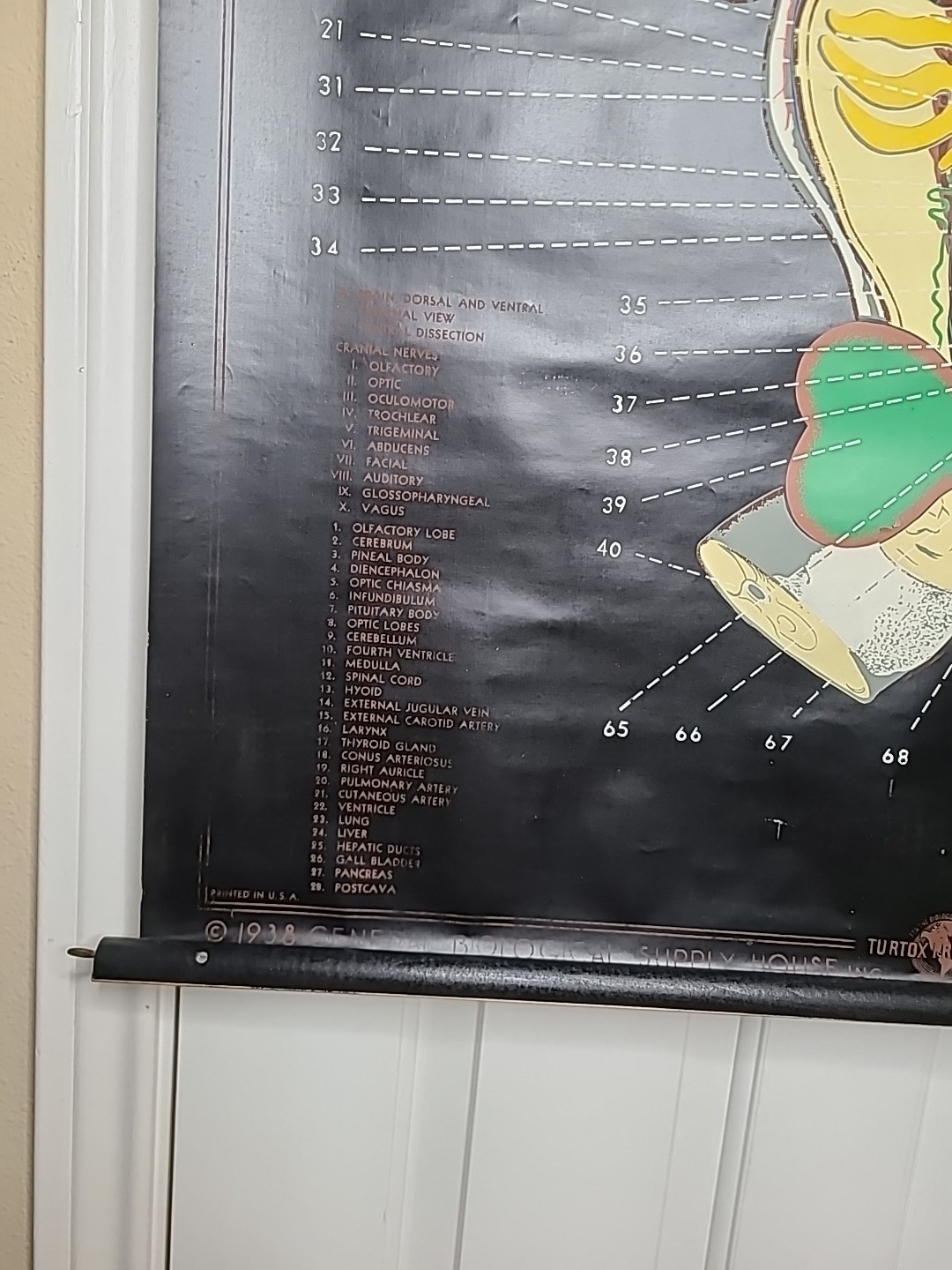 1938 Turtox Products Pull Down Anatomy Chart FROG Chicago USA 30" X 40" GUC