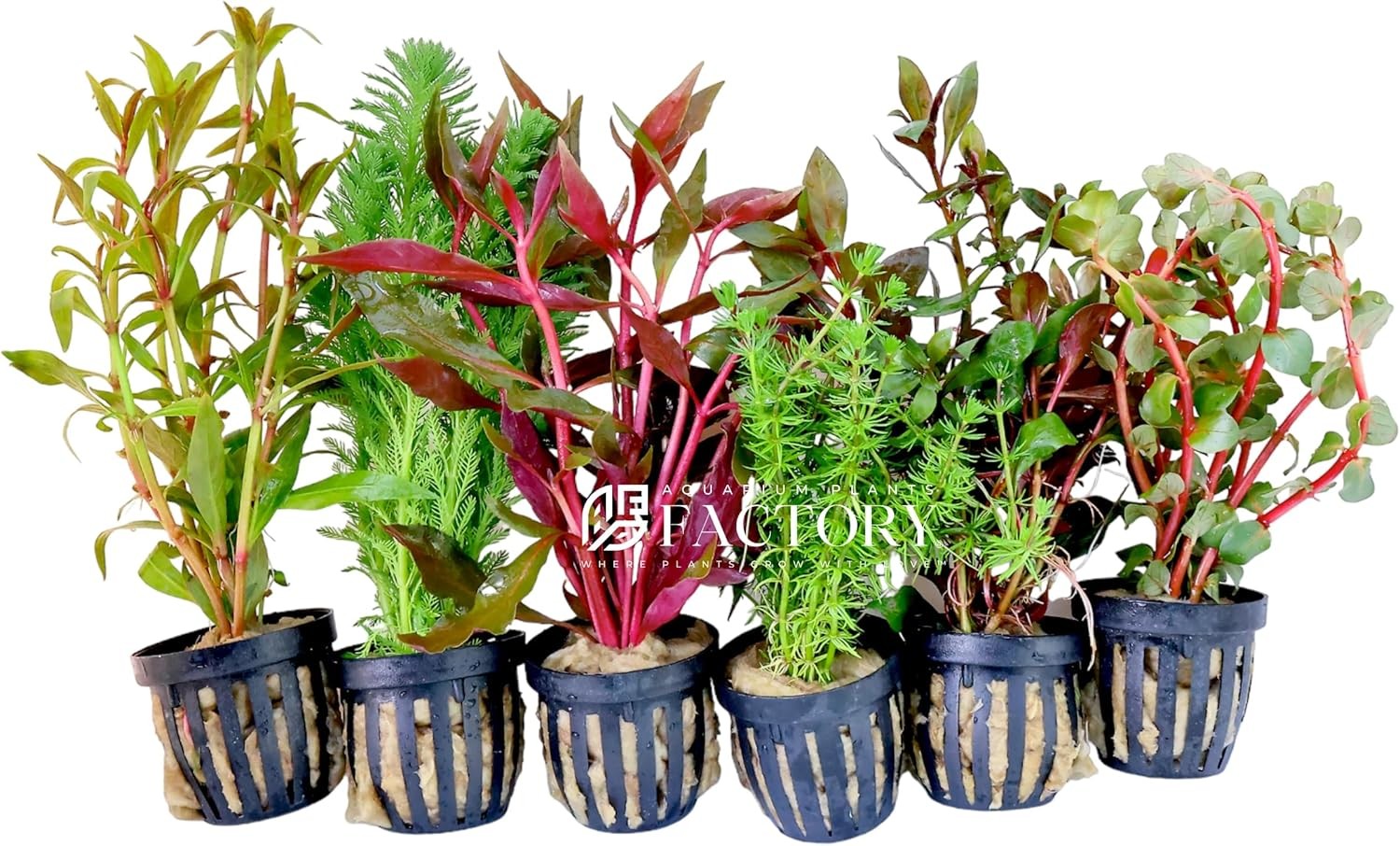 Aquarium Plants Packages [Grower's Choice] by Aquarium Plants Factory (4-8 inch)