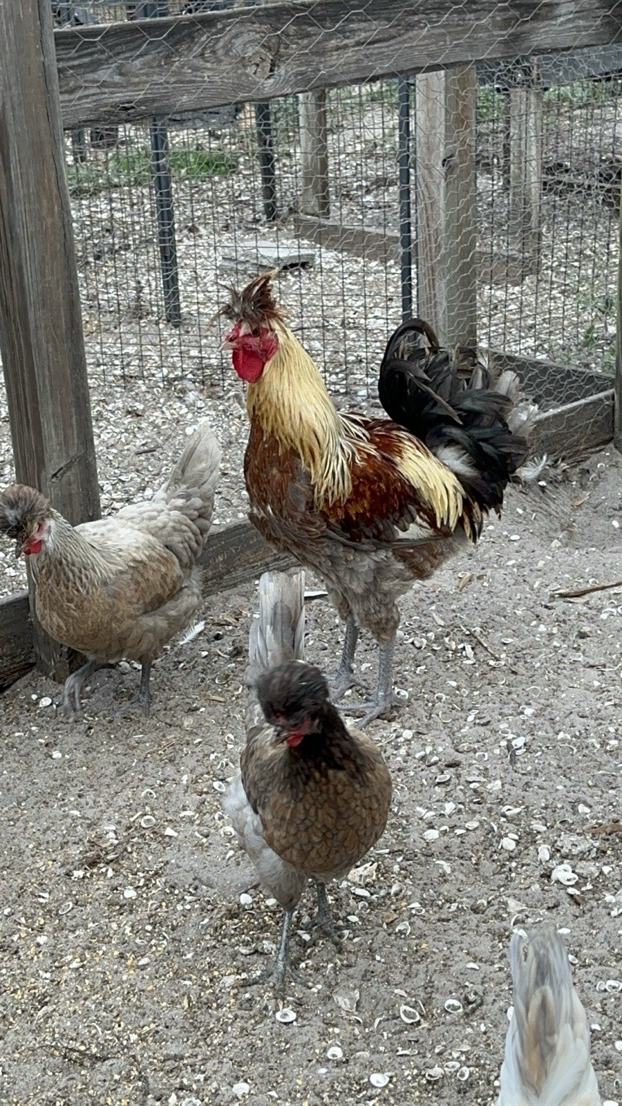15+ Rare Sanjak Longcrower Chicken Hatching Eggs Large Breed 🎶 Unique Crow 🎶