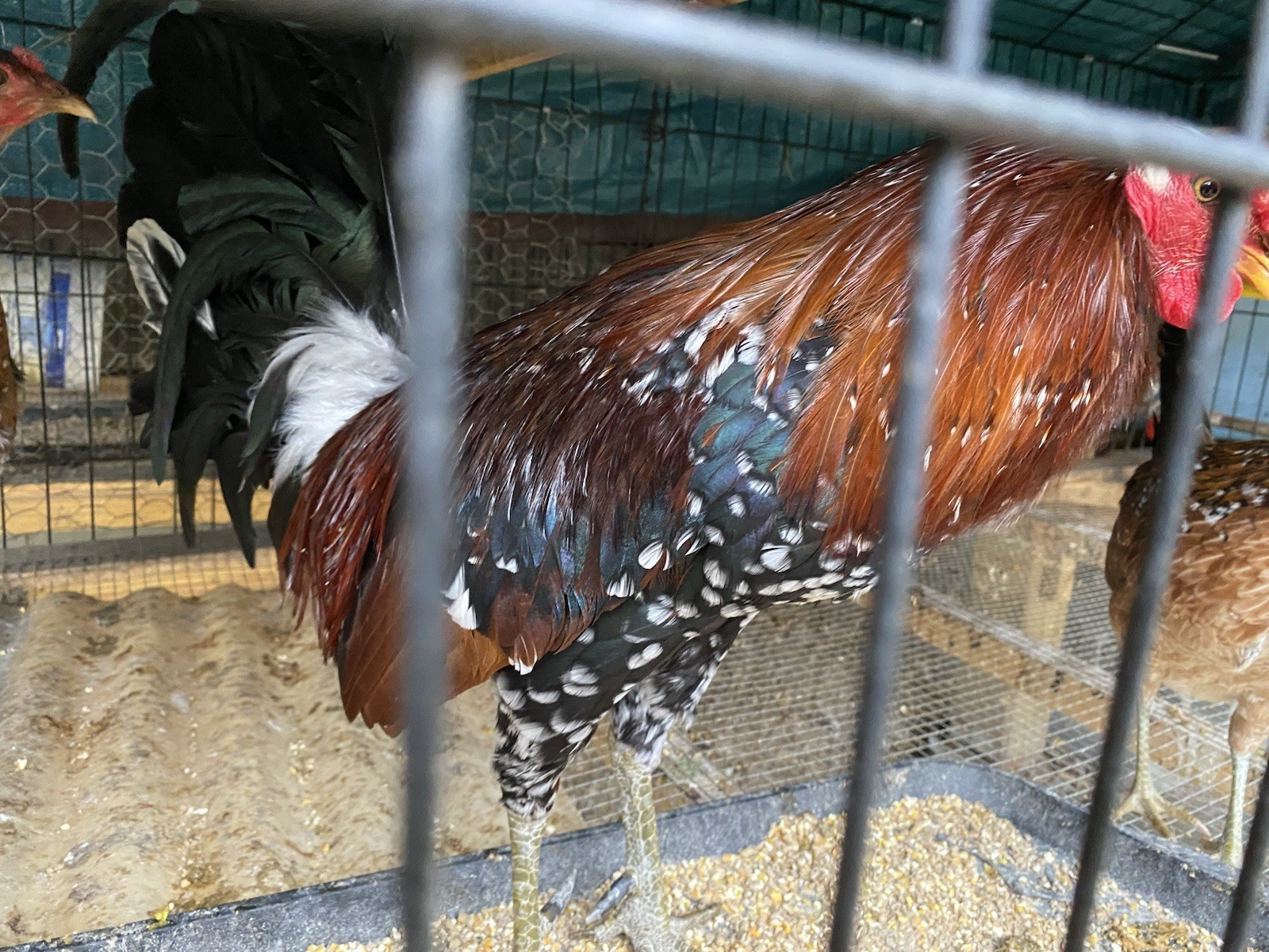 10+Pure Spangled poultry hatching eggs