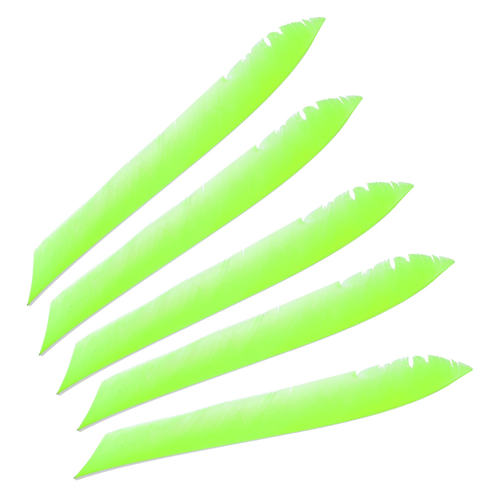 50pcs Arrows Vanes 11 Inch Turkey Feather Left Wing, Fluorescent Green