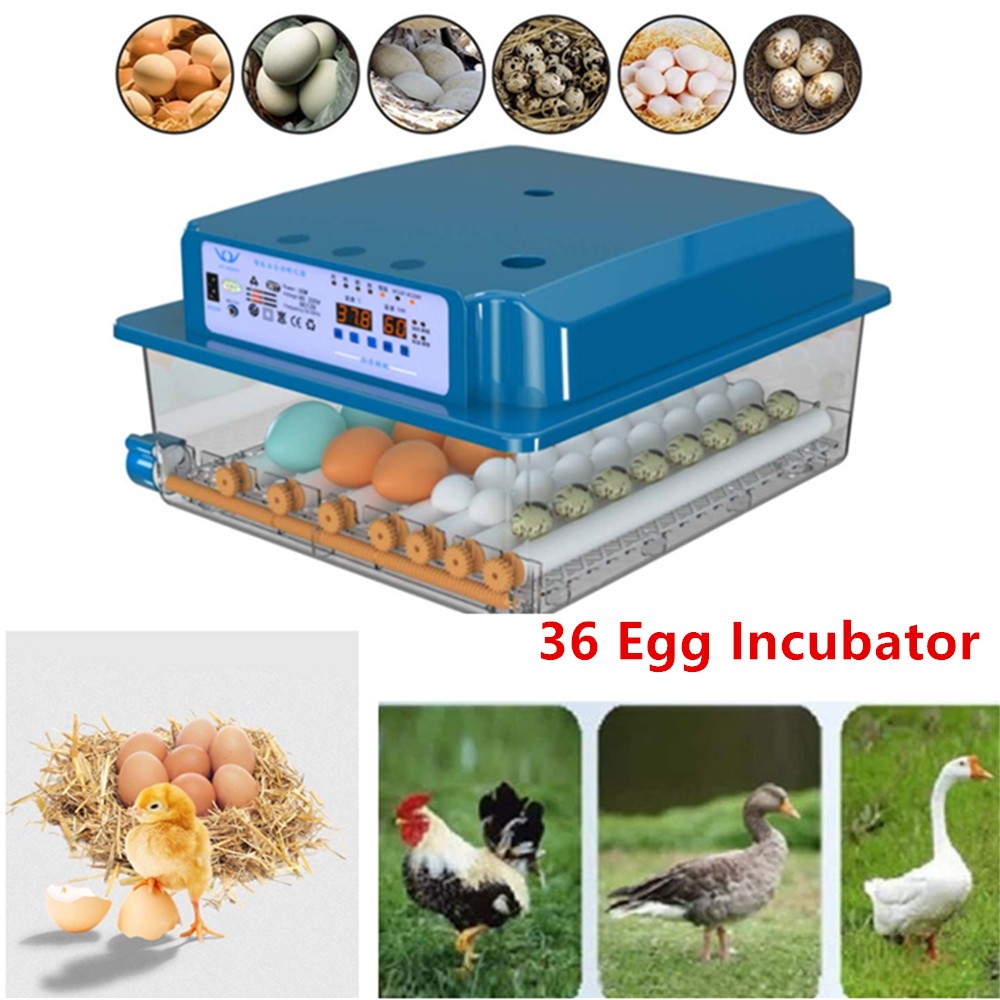 Bule 36 Egg Incubator with Auto-Turning Temperature Humidity Control Egg Hatcher