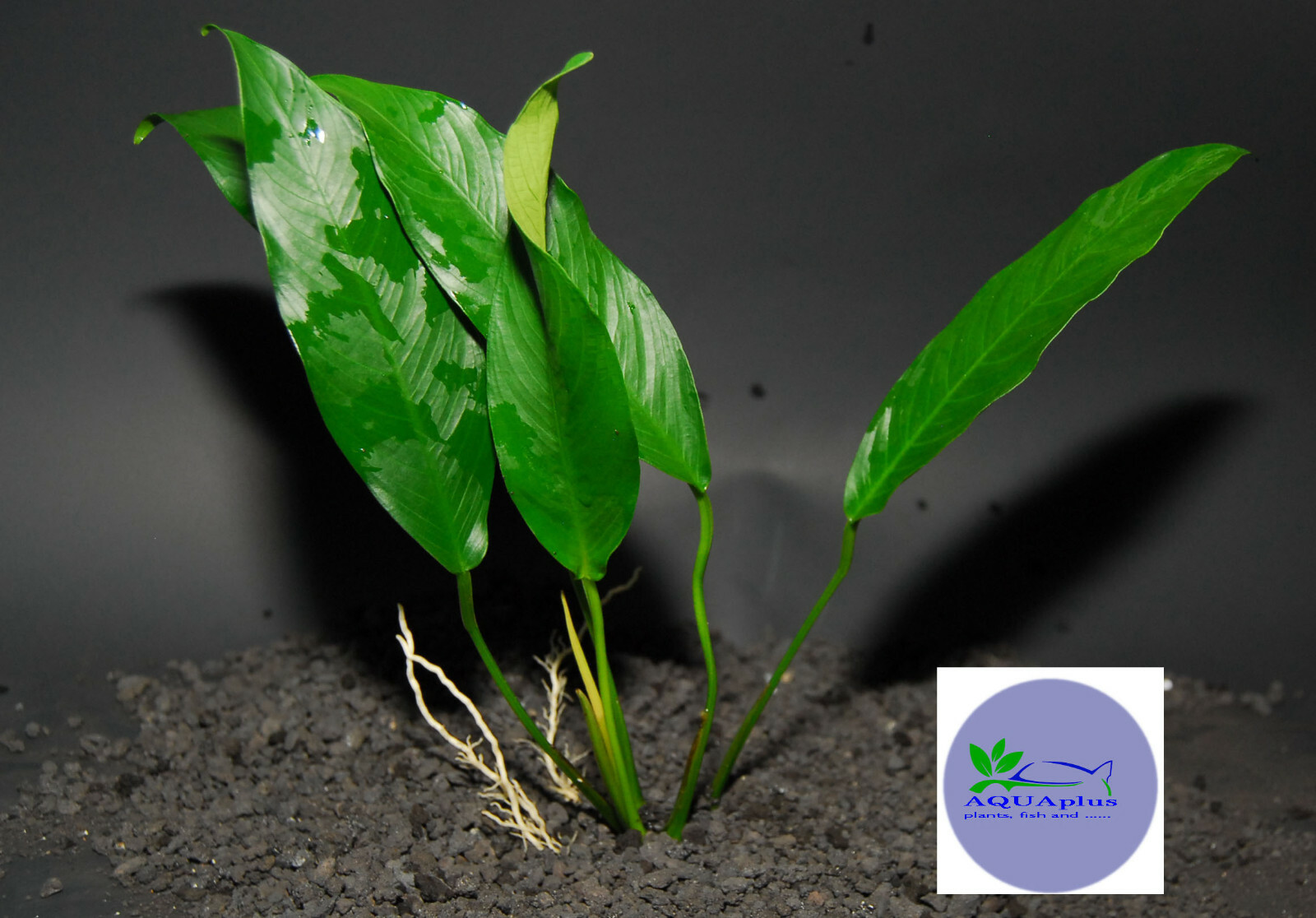 ANUBIAS LANCEOLATA-Freshwater Aquatic Live Plants