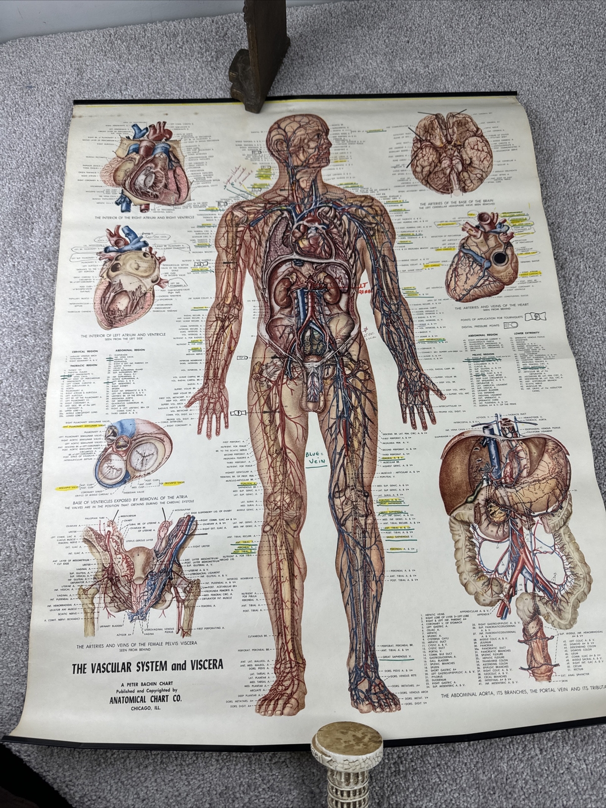 Anatomical Chart: The Vascular System & Viscera Chart 20" x 26"