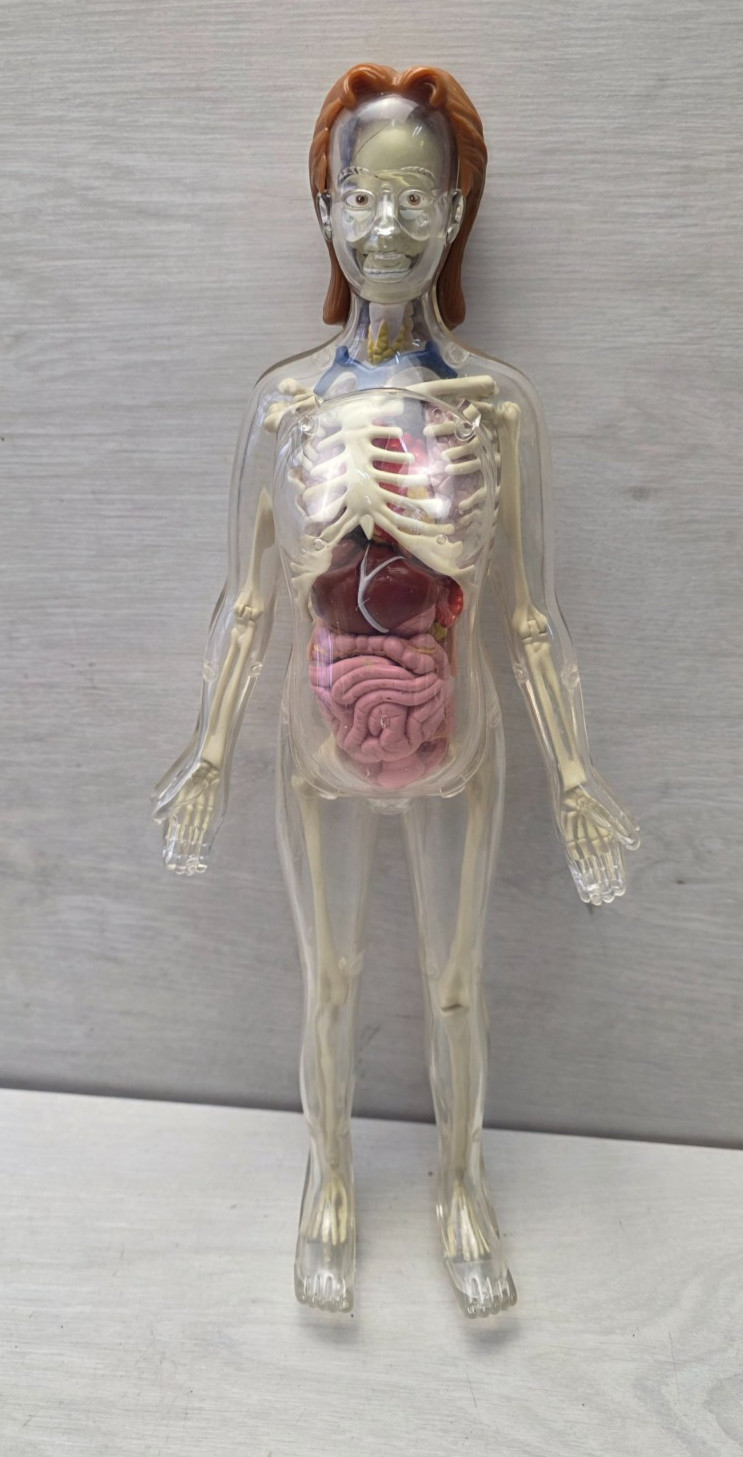 Anatomical Model Exploring the Human Body 2009 DE AGOSTINI DeAgostini Skeleton