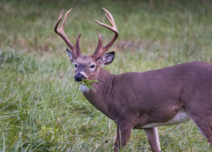 5 Lb Buckwheat SEED Forage Food Plot Bulk DEER Plot turkey attractant BIRDS NEW