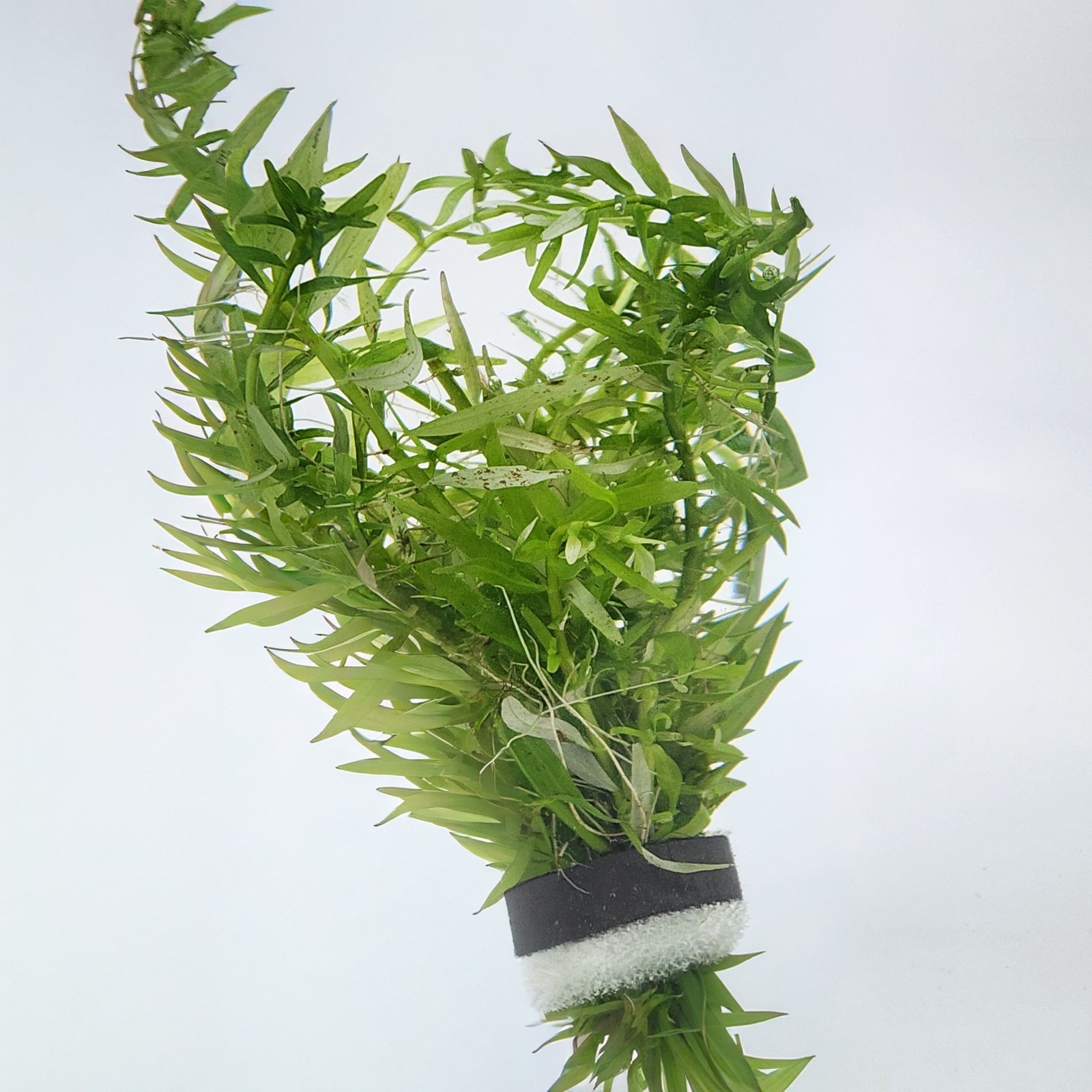 Rotala Mexicana Fresh cut Bunch