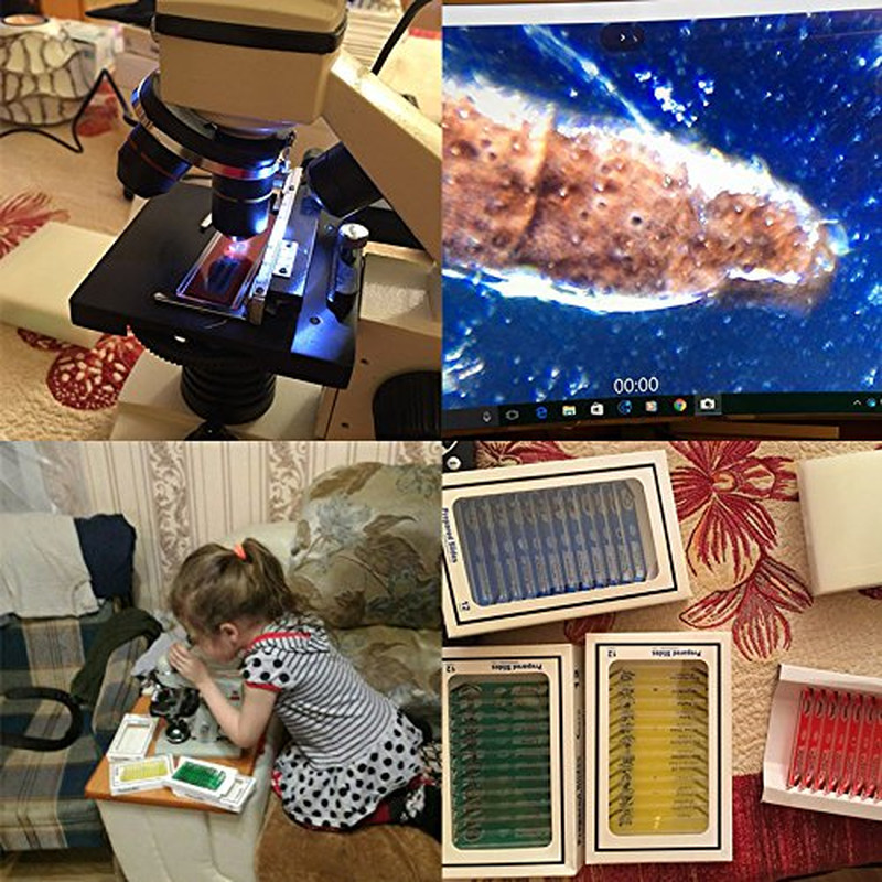 60Pcs Prepared Microscope Slides Specimen Animals Insects Plants Flowers Sample