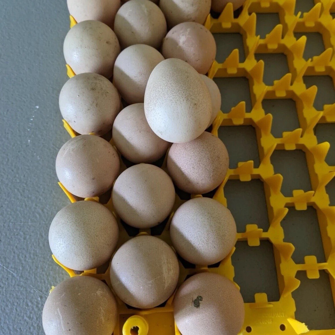 6 Guinea fowl Hatching Eggs