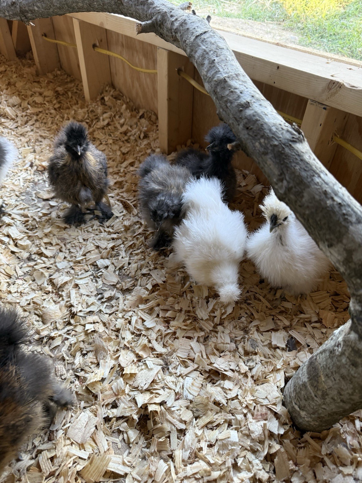 6 Silkie Hatching Eggs – Bearded, Fluffy, Show Quality Mix – Assorted Color