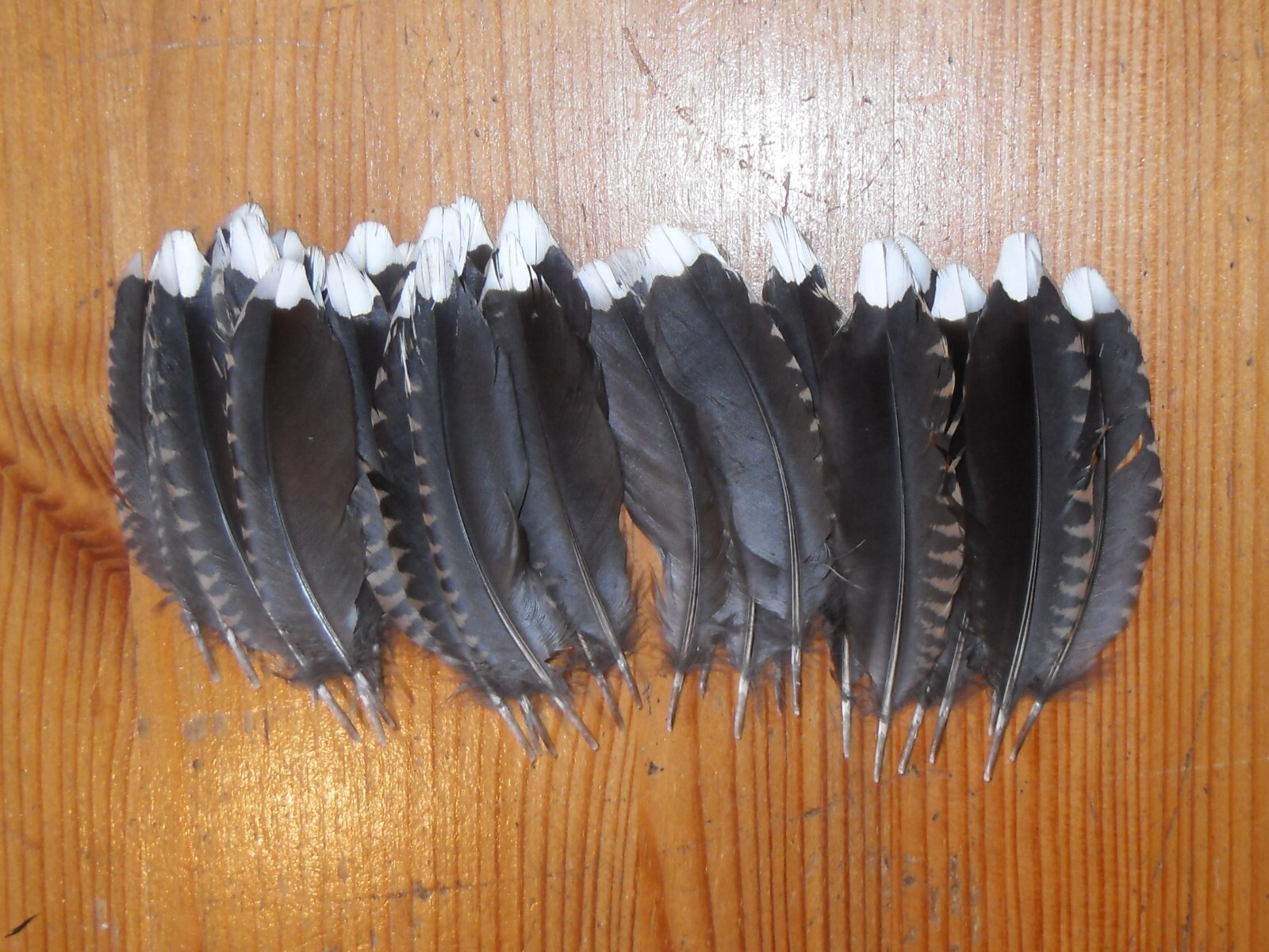 30 WHITE TIPPED TAIL FEATHERS,NATIVE AMERICAN.FLY TYING,ART&CRAFT MILLINERY