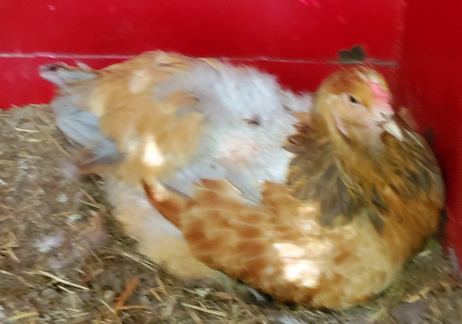 Blue Buff Columbia Brahma Hatching Eggs 8+