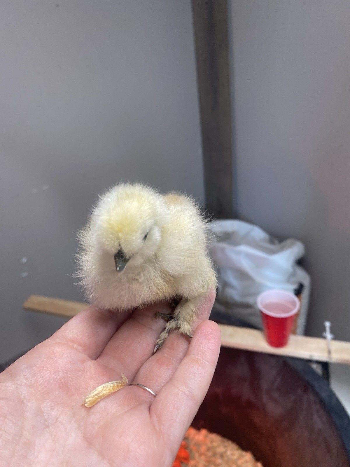 24 Bearded Silkie Hatching Eggs