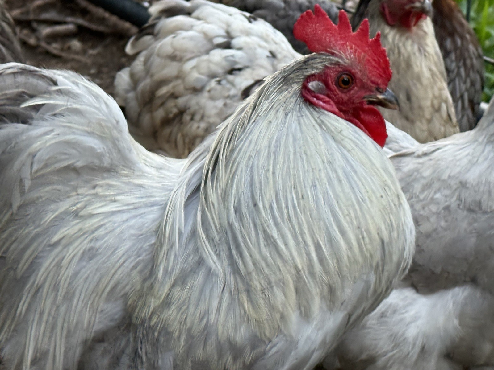 6 Fertile Lavender Splash Bantam Cochin Hatching Eggs