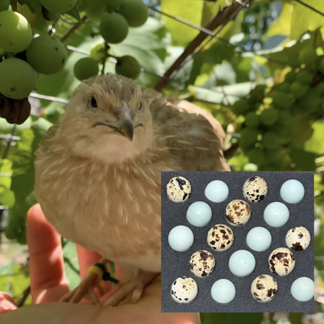 (18+ Total) 9 Celadon Blue/9 AssortedCoturnix Quail Hatching Eggs