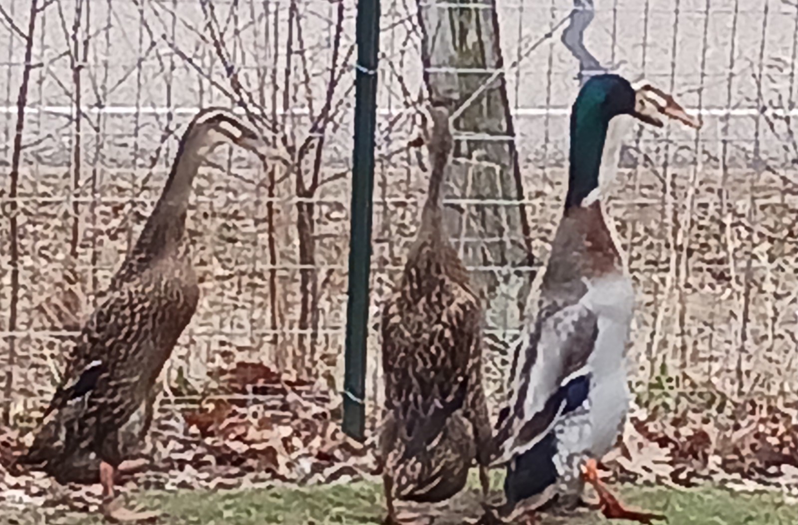 10+ Grey Runner Duck Hatching Eggs