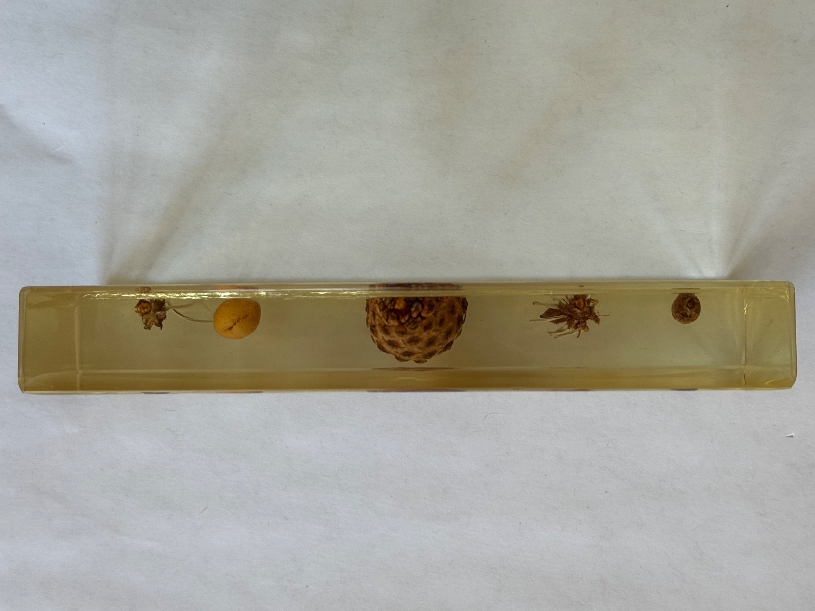 REAL BUG Pine Life Cycle Specimen Resin Block w/ Case & Booklet Plastomount