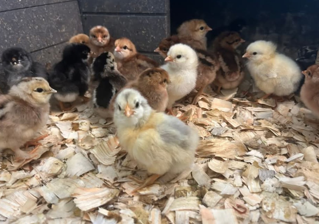 8 Fertile Easter Egger Hatching Eggs NPIP/AI certified