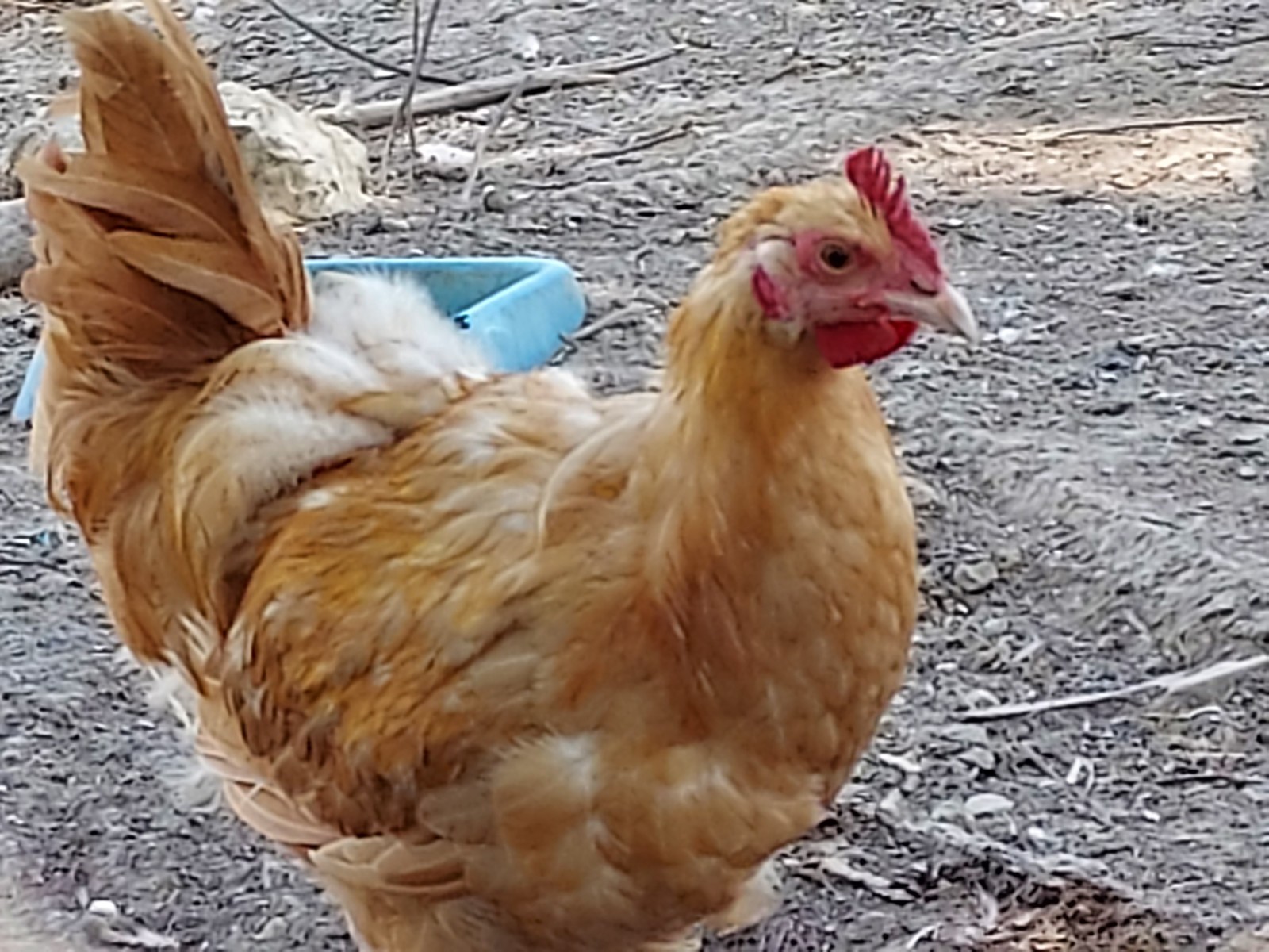 10 Purebred Buff Orpington Chicken Fertile Hatching Eggs