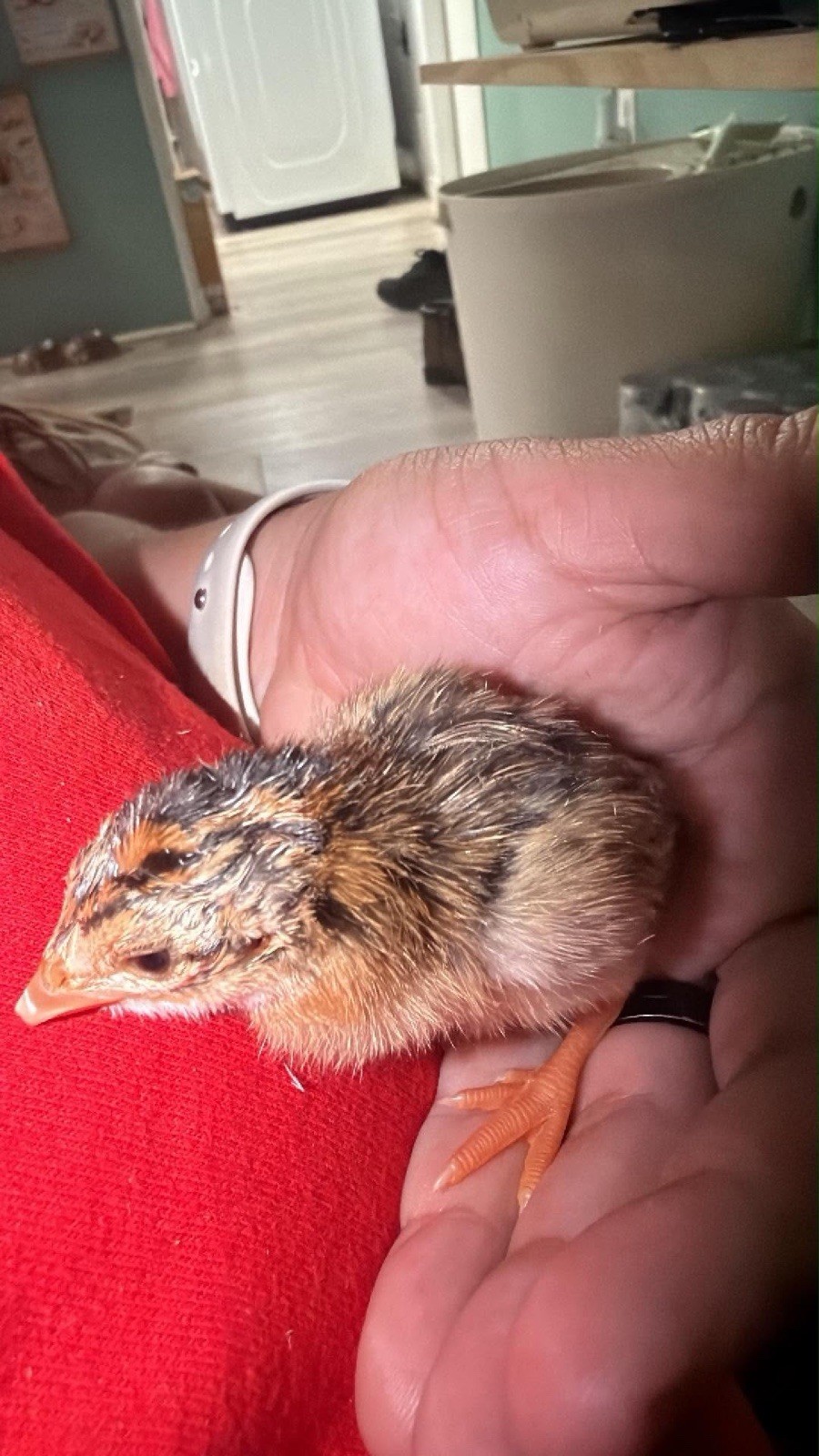 guinea hatching eggs