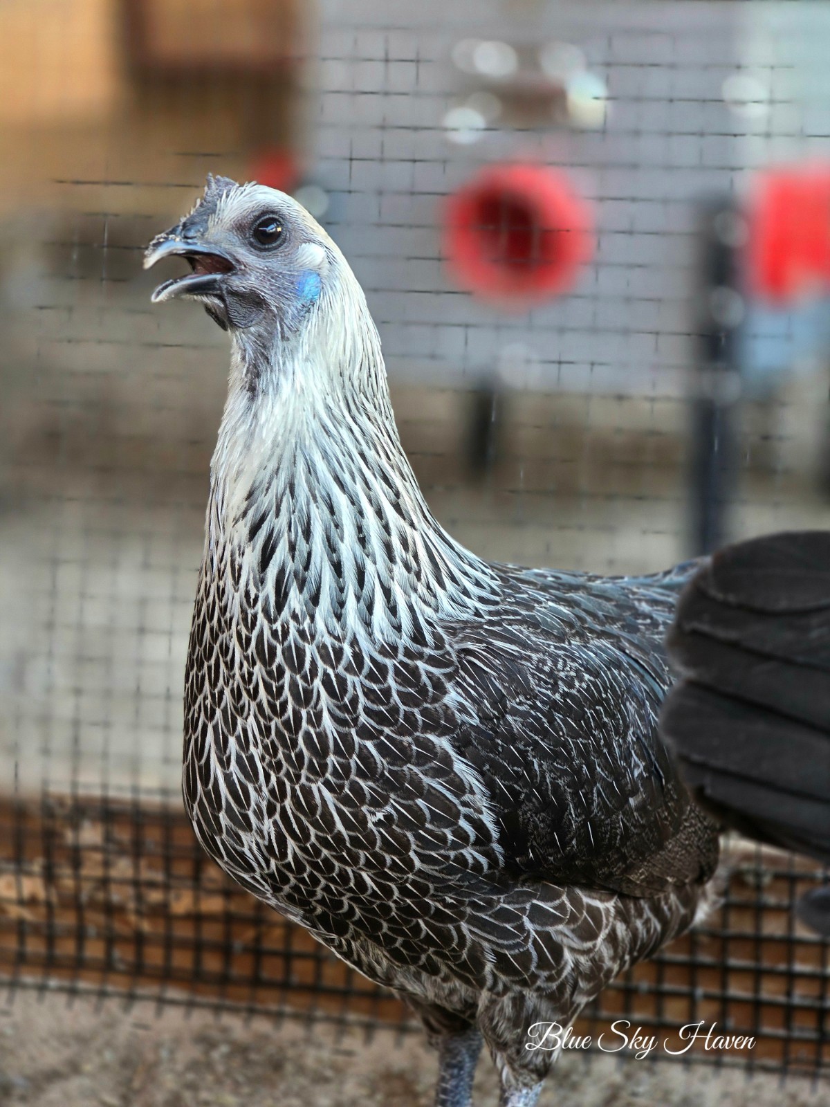 🔥RARE 12+ Hmong Hatching Eggs🔥 Original Laos Import - Pure Lines -
