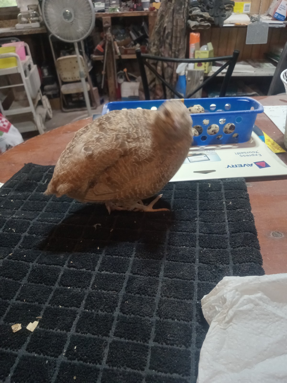 12 Egyptian Gold Coturnix Quail Hatching Eggs.