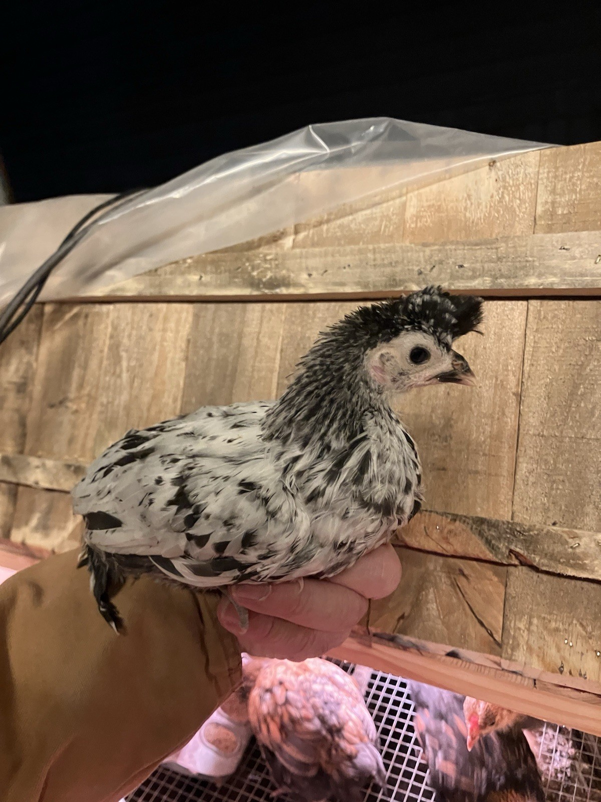 Spangled Appenzeller Spitzhauben Hatching Eggs(CHAMOIS & SILVER) 6 Pack