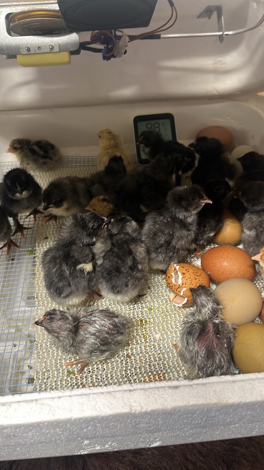 3 Fresh and Fertile Rainbow Hatching Eggs Olive Cemani Rare Colors