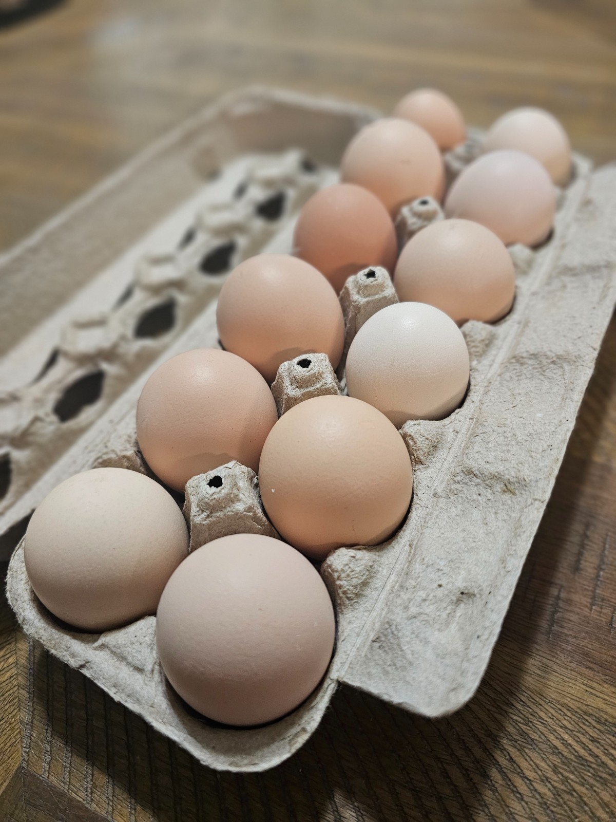 12+ Isabel Large Breed Brahma Hatching Eggs