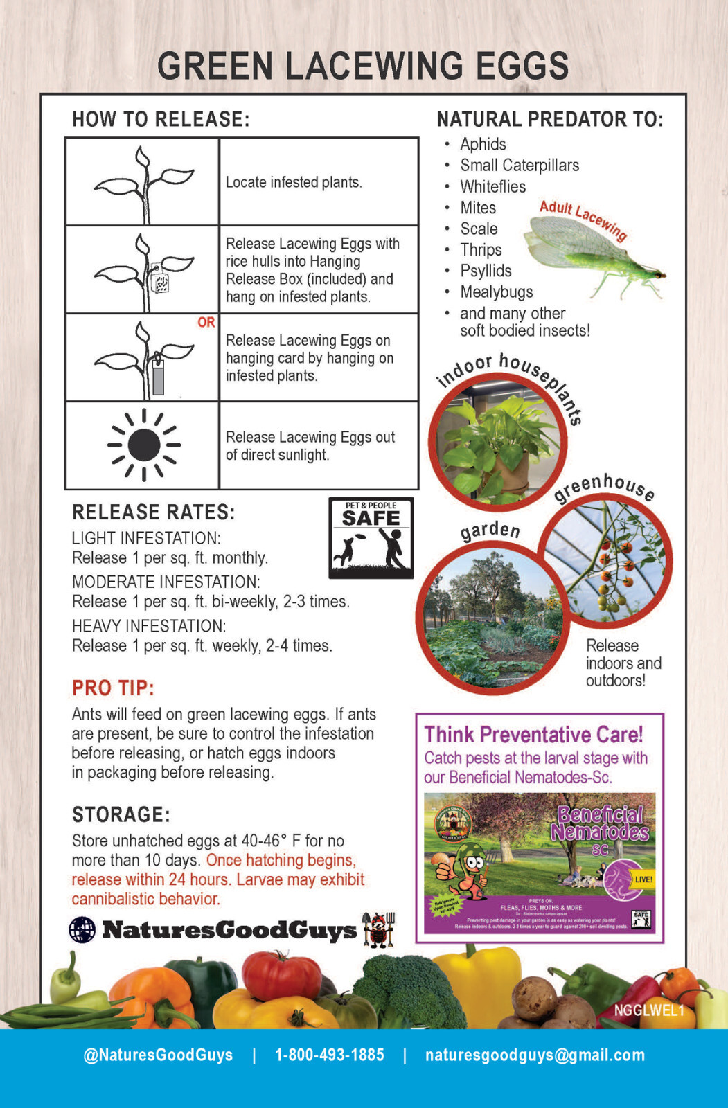 Green Lacewing Eggs in Rice Hulls - 1000 Count - Aphid Exterminator