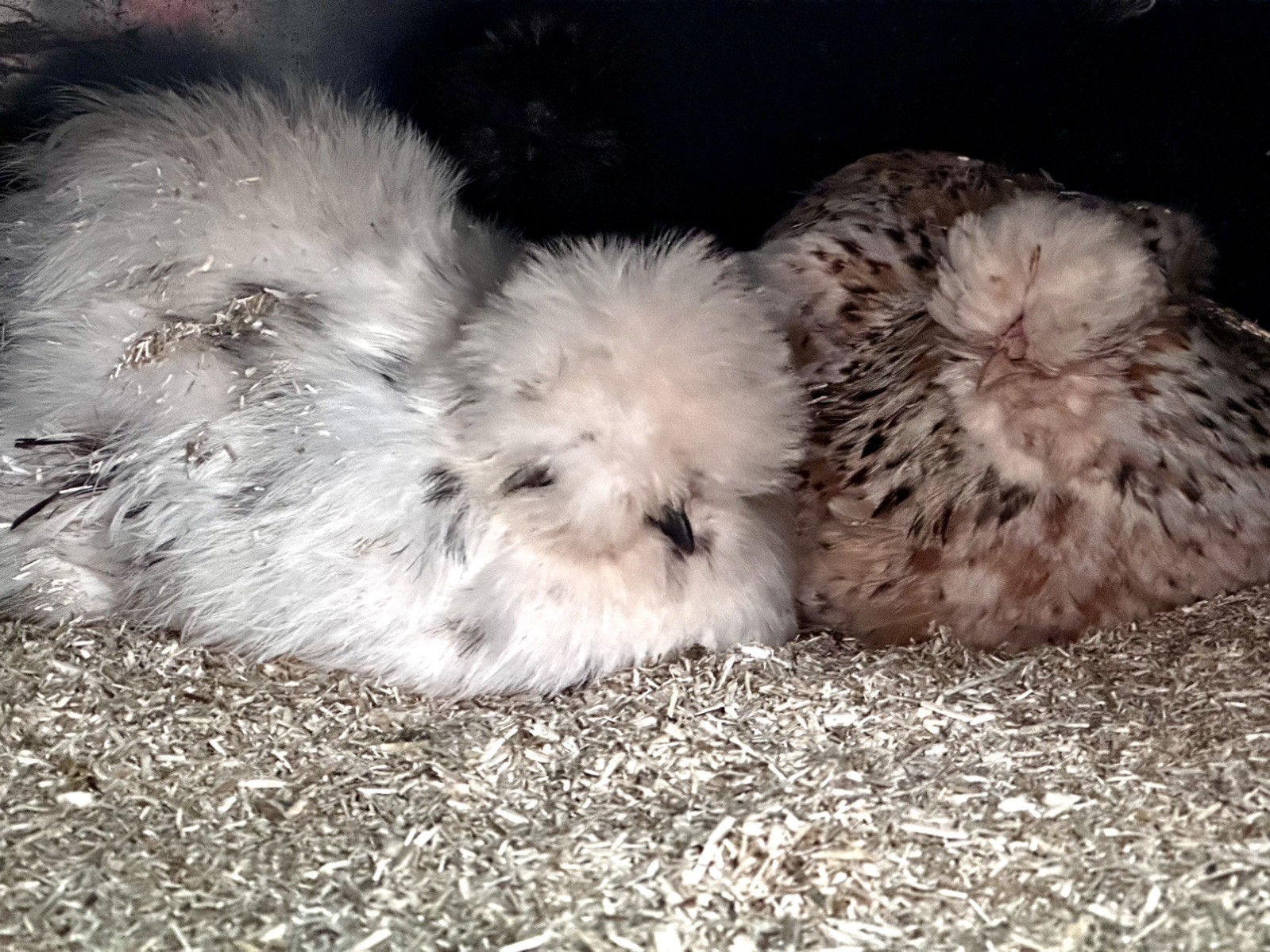 Silkie Hatching Eggs- breeder/show quality