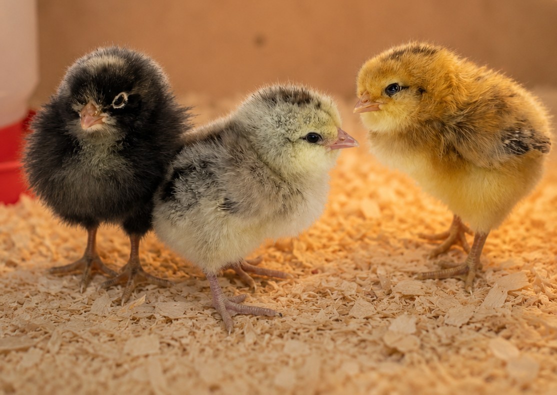 8 Fertile Easter Egger Hatching Eggs NPIP/AI certified