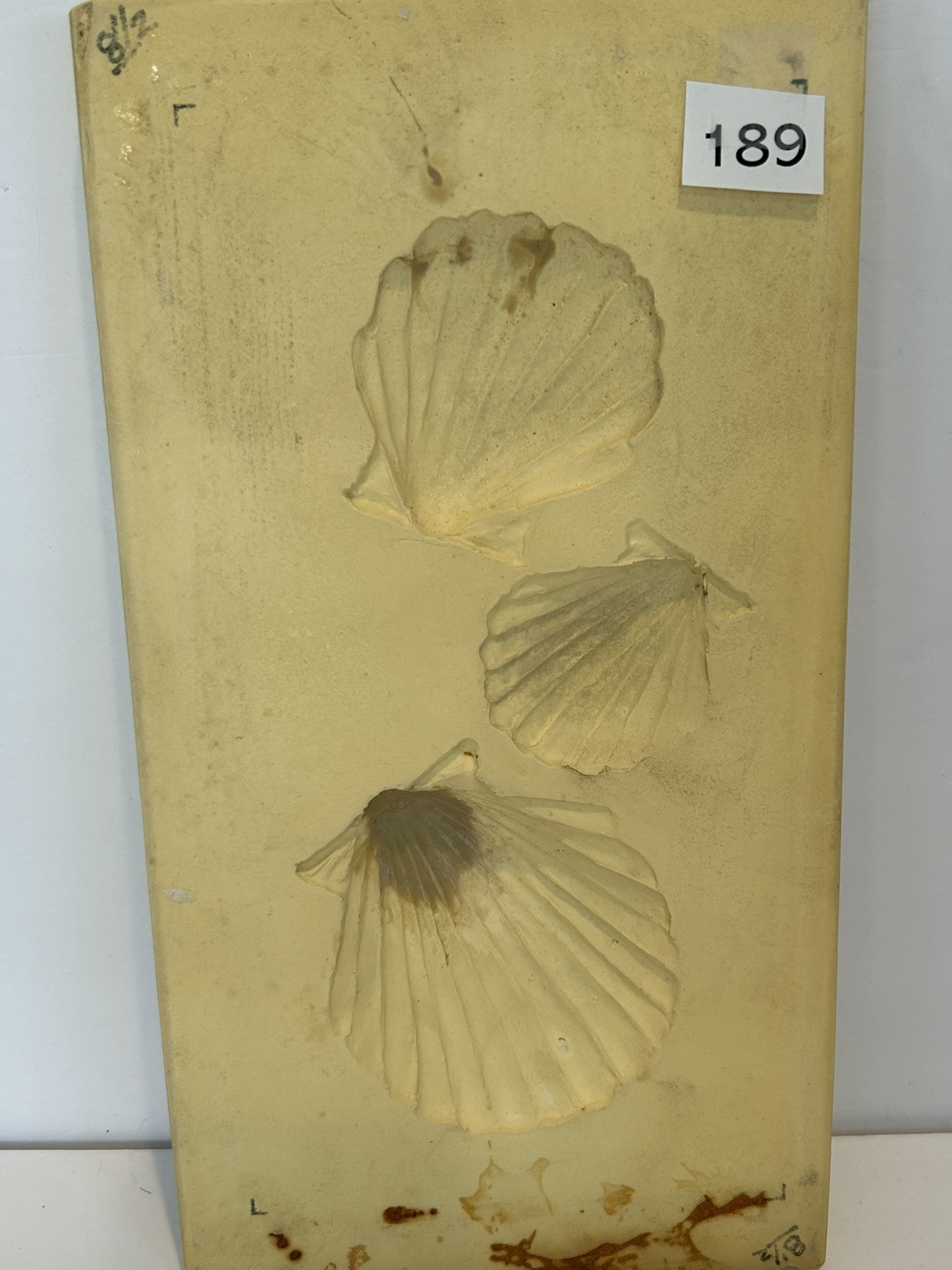Shell Paper Casting Mold, Air dry clay and clay mold #189