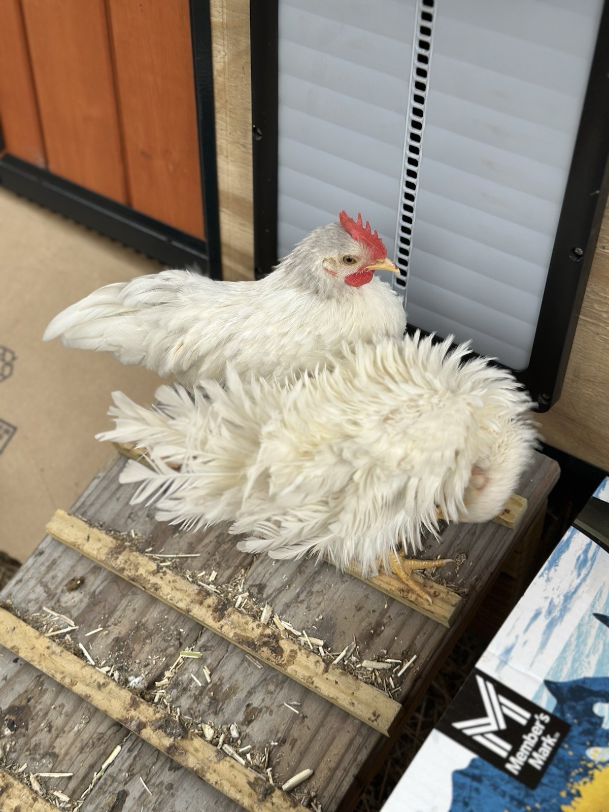 18 Show Quality Malaysian Serama Hatching Eggs